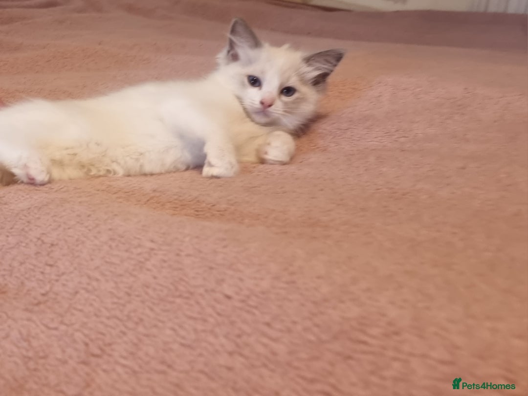 Ragdoll cats for sale: Beautiful ragdolls   - Image 3