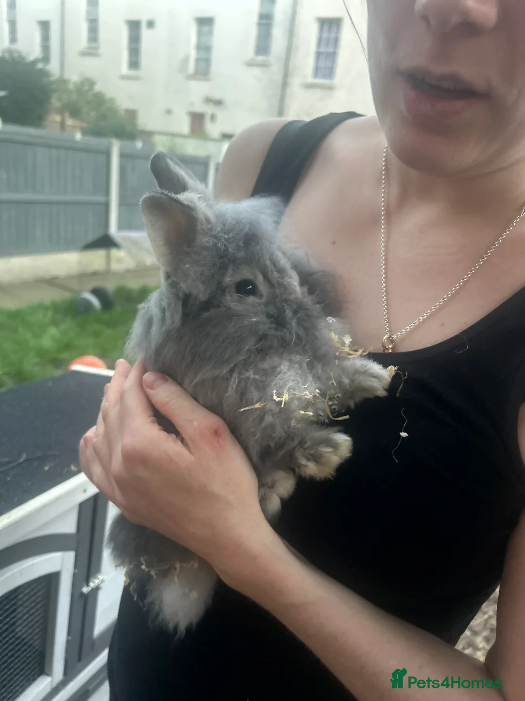 Lionhead rabbits for sale: Faye  in Wolverhampton - Advert 2