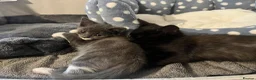 Mixed Breed cats for sale: 2x Domestic short hair cats, bonded pair M & F - Advert 11