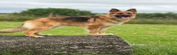 German Shepherd dogs for sale: 🐾 Beautiful German Shepherd puppies🐾 - Advert 9