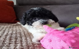 Cockapoo dogs for sale: Fully Vaccinated Best Friend Sofa Companions 🥰   - Image 8