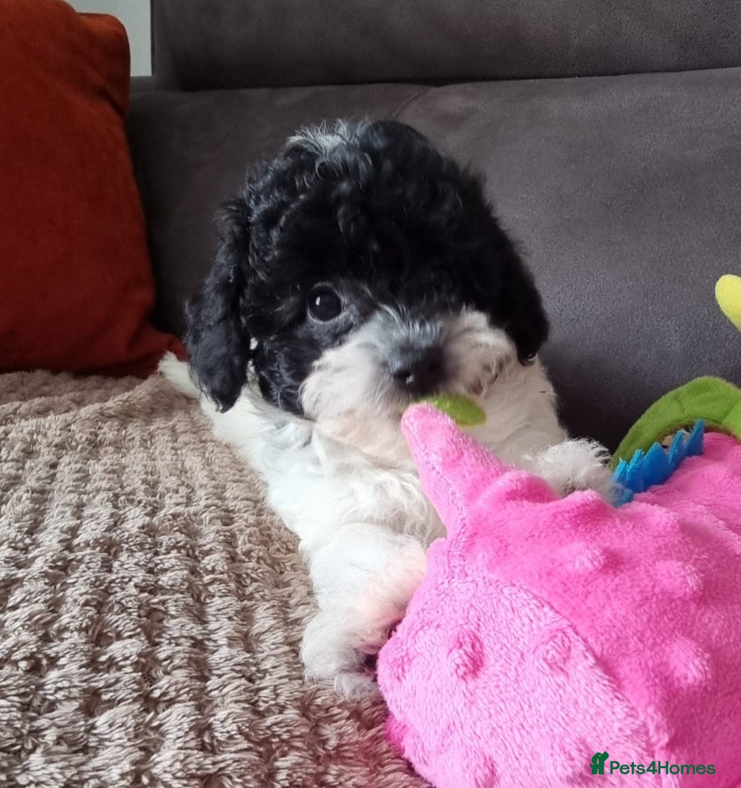 Cockapoo dogs for sale: Fully Vaccinated Best Friend Sofa Companions 🥰   - Image 8