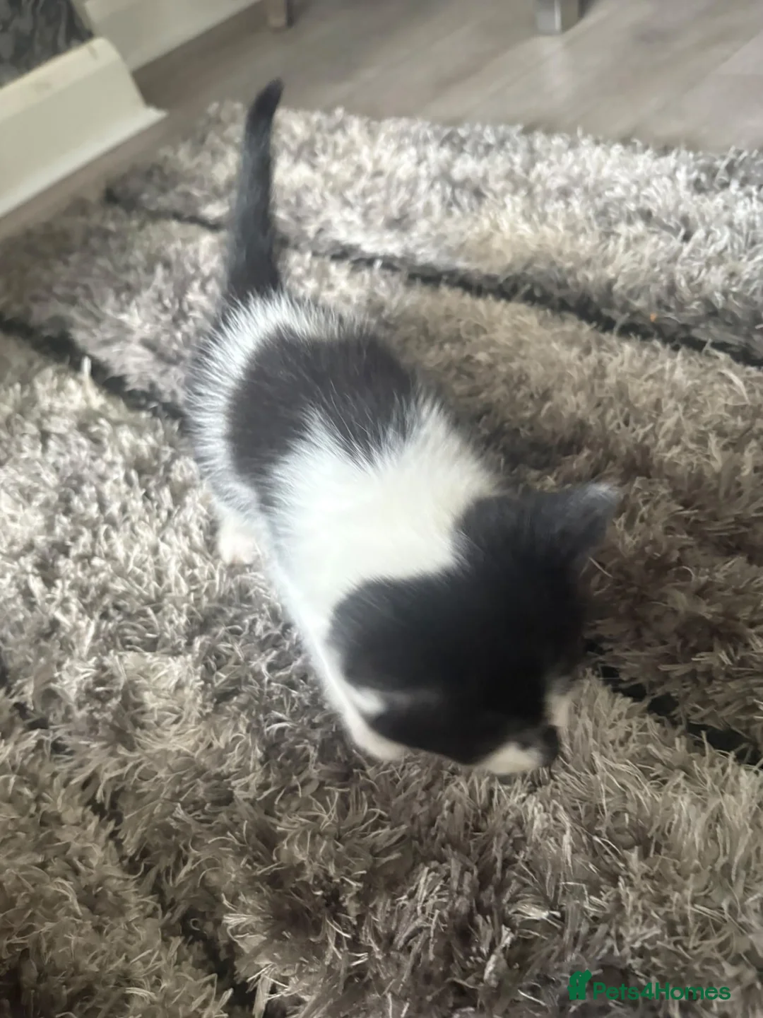 Mixed Breed cats for sale: 4 baby kittens  in Manchester - Advert 1