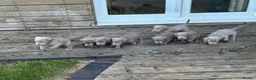 Labrador Retriever dogs for sale: Silver Labrador Retriever Puppies - Advert 24