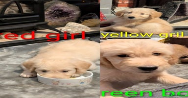 Goldendoodle dogs - Advert 7