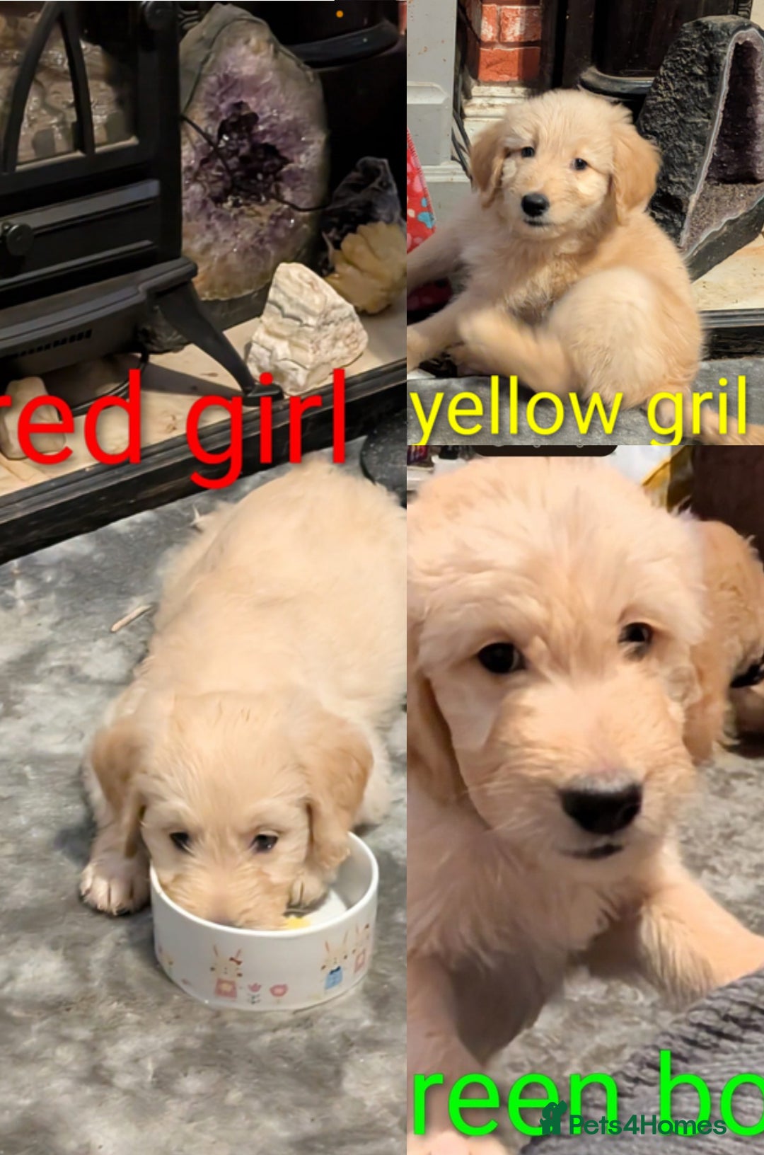 Goldendoodle dogs for sale: So cute standard golden doodles READY TO LEAVE  - Image 1