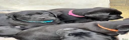Labrador Retriever dogs for sale: Quality Black Labrador Girls - Advert 6