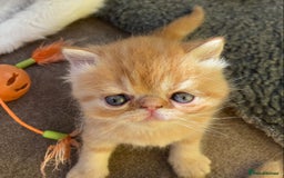 Exotic cats for sale: Exotic pedigree kittens  - Image 25