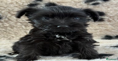 Miniature Schnauzer dogs - Advert 2