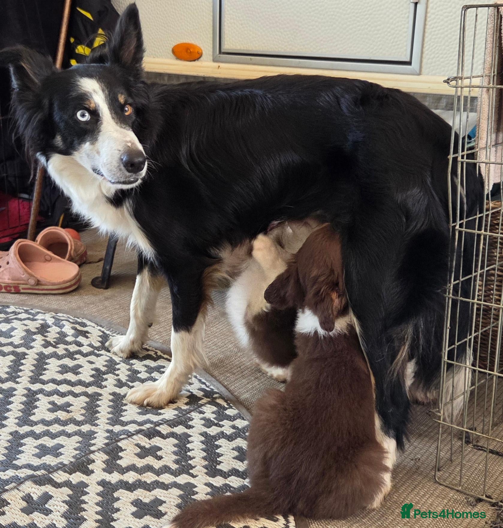 Border Collie dogs 5 month old boy  - Advert 16