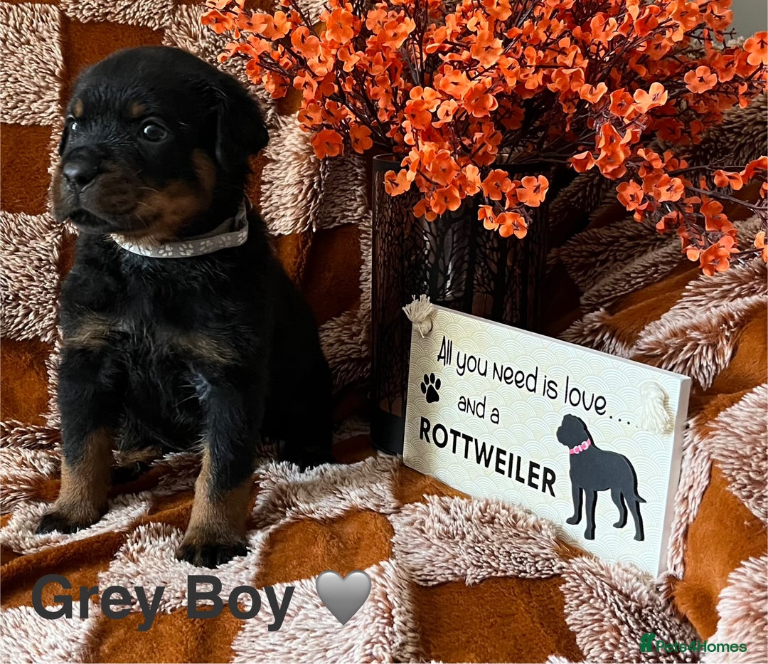 Rottweiler dogs for sale: The best of the best Rottweilers  - Image 11