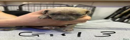 Whippet dogs for sale: Beautiful Blue brindle whippets for sale  - Advert 35
