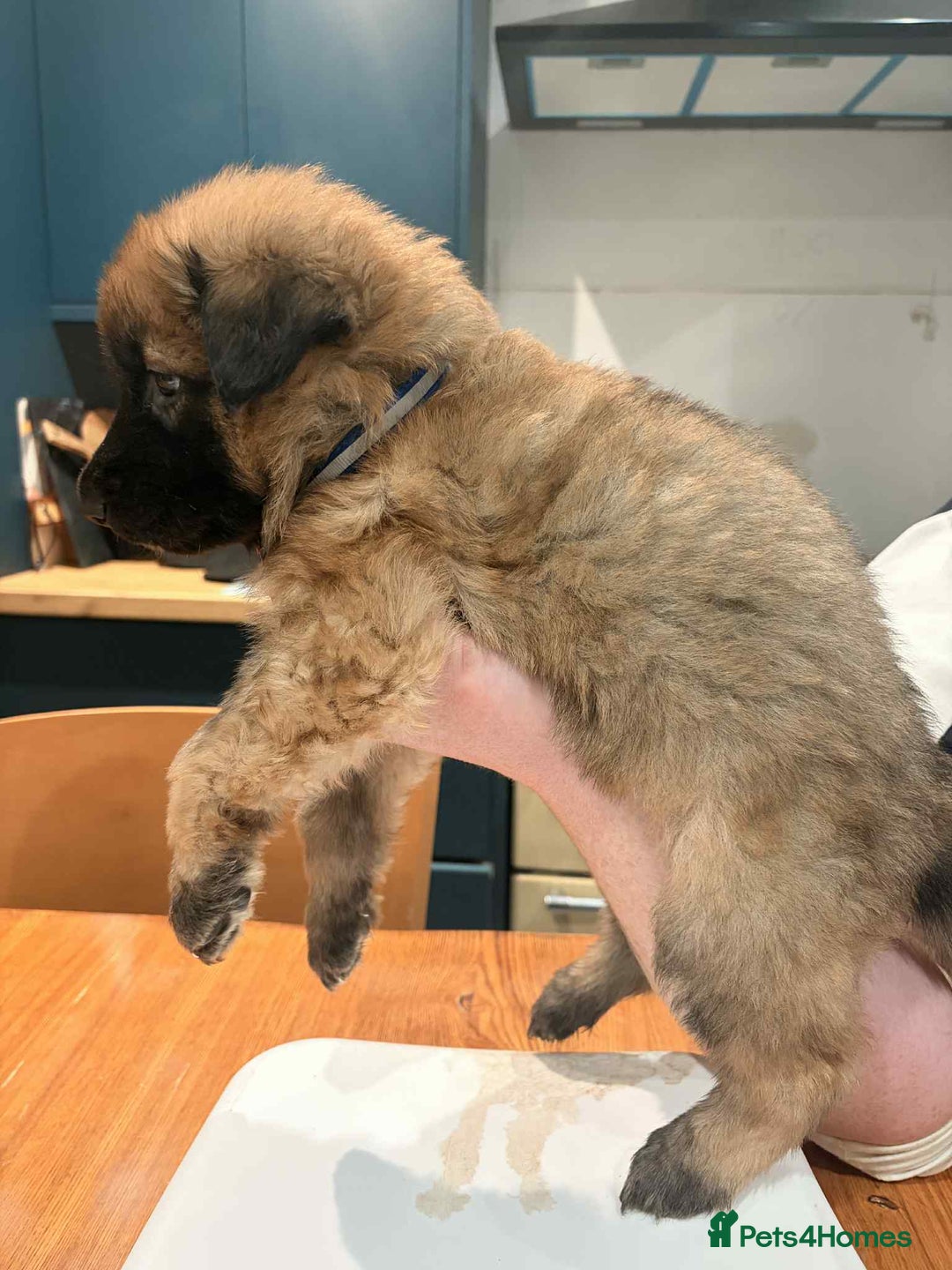 German Shepherd dogs for sale: KC Reg German Shepard's - Advert 17