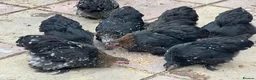 Chickens poultry for sale: 11 female point of lay Pekin for sales  - Advert 5