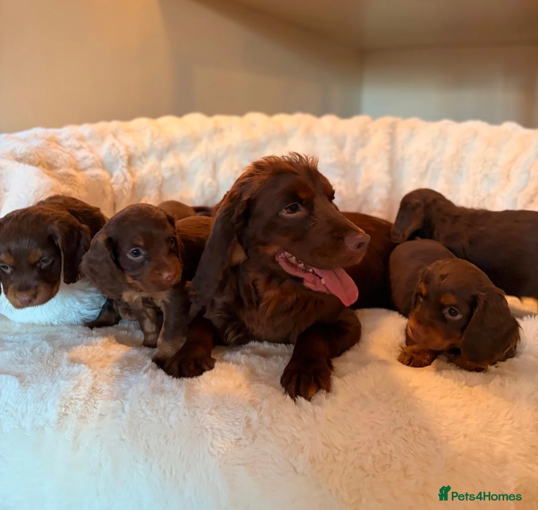 Cocker Spaniel dogs for sale: BEAUTIFUL KC REG CHOC-TAN COCKER SPANIEL PUPS - Advert 5