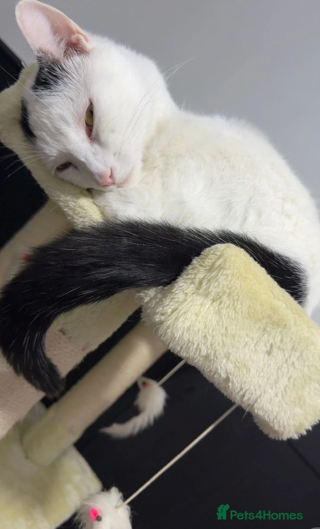 Mixed Breed cats for sale: Beautiful Oreo for adoption (male)  - Advert 2
