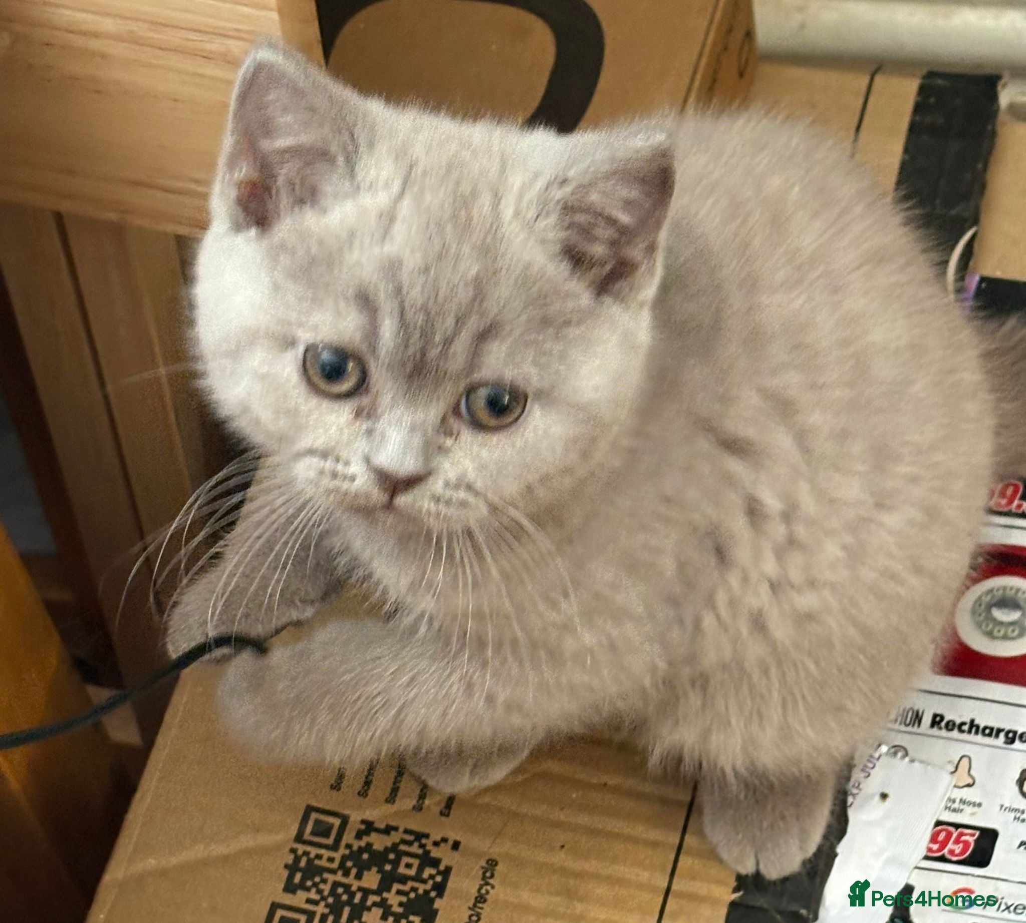 British Shorthair cats Five beautiful BSH  babies available mid Septemebr - Advert 2