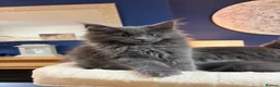 Maine Coon cats for sale: Stunning pedigree Maine coon kittens - Advert 11