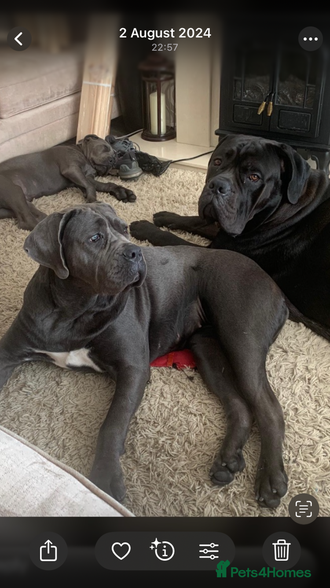 Cane Corso dogs for sale: cane corso puppies  - Image 26