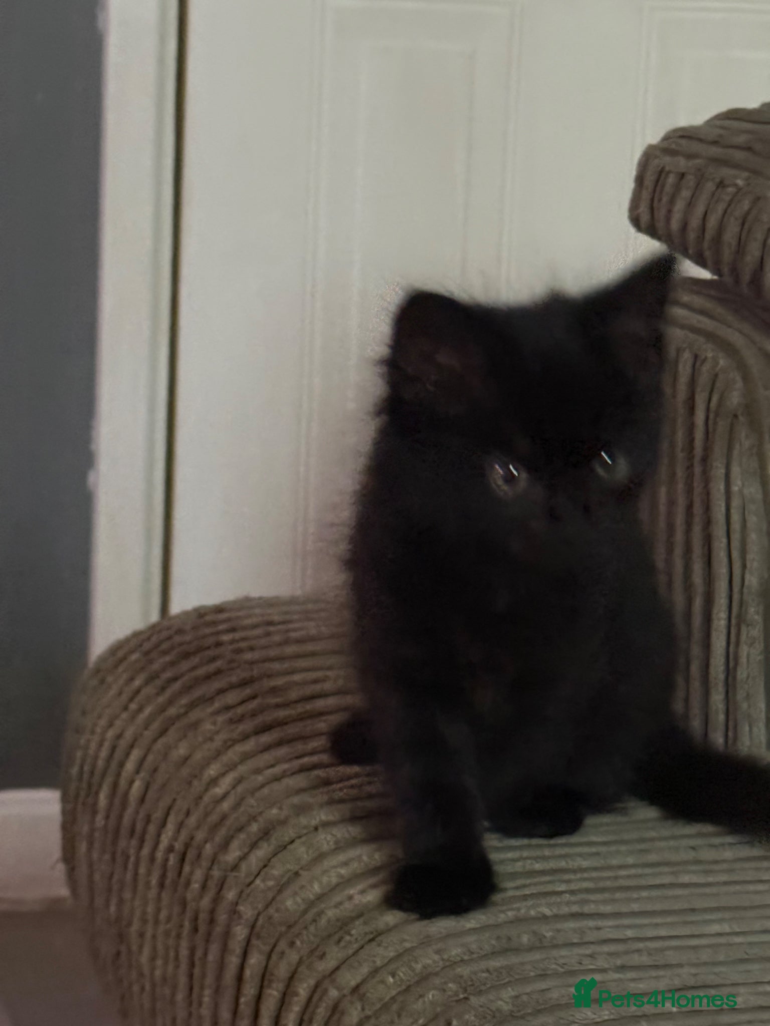Mixed Breed Kitten 3