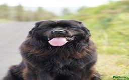 Newfoundland dogs for stud: Exceptional Male Newfoundland - Cody - FOR STUD - Image 1