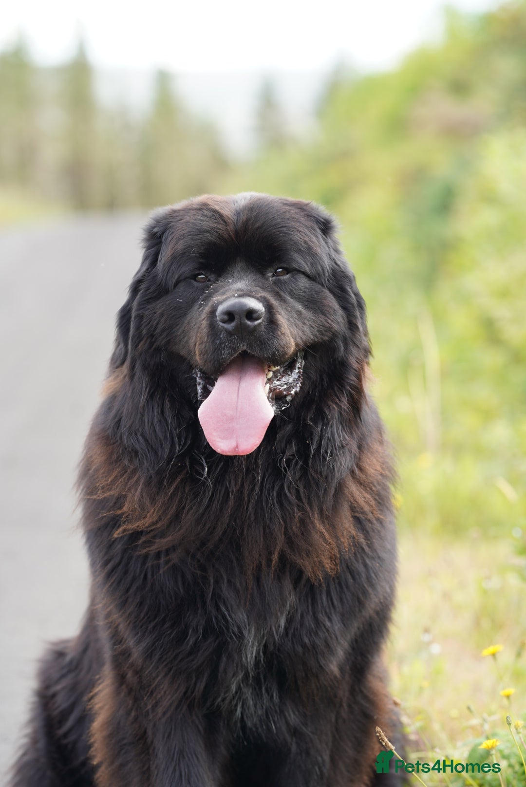 Newfoundland dogs for stud: Exceptional Male Newfoundland - Cody - FOR STUD - Image 1