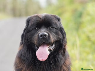 Newfoundland dogs for stud - Advert 1