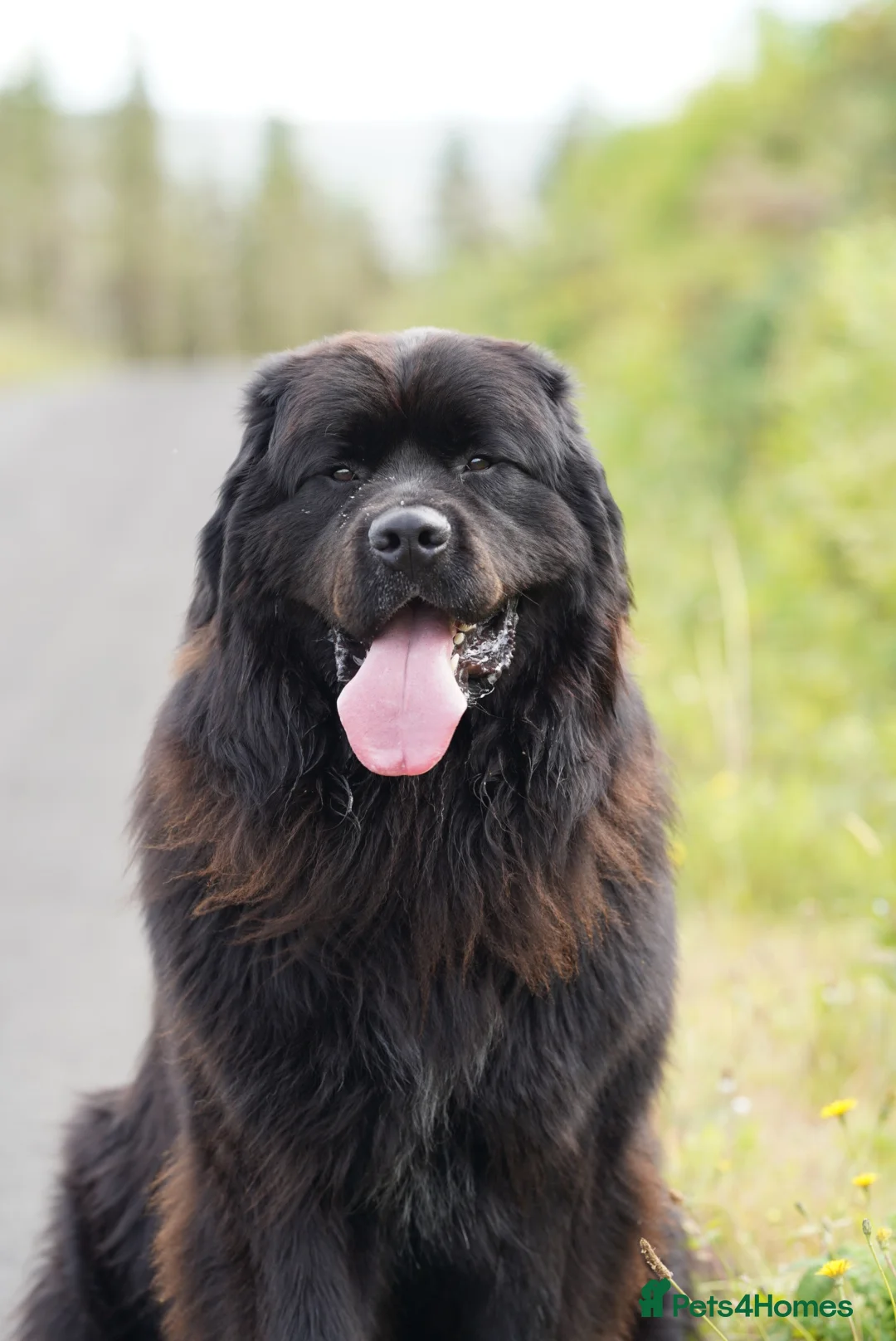Newfoundland dogs for stud: Exceptional Male Newfoundland - Cody - FOR STUD - Advert 1