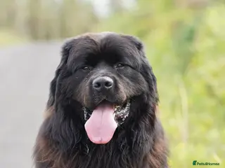 Newfoundland dogs Exceptional Male Newfoundland - Cody - FOR STUD - Advert 3