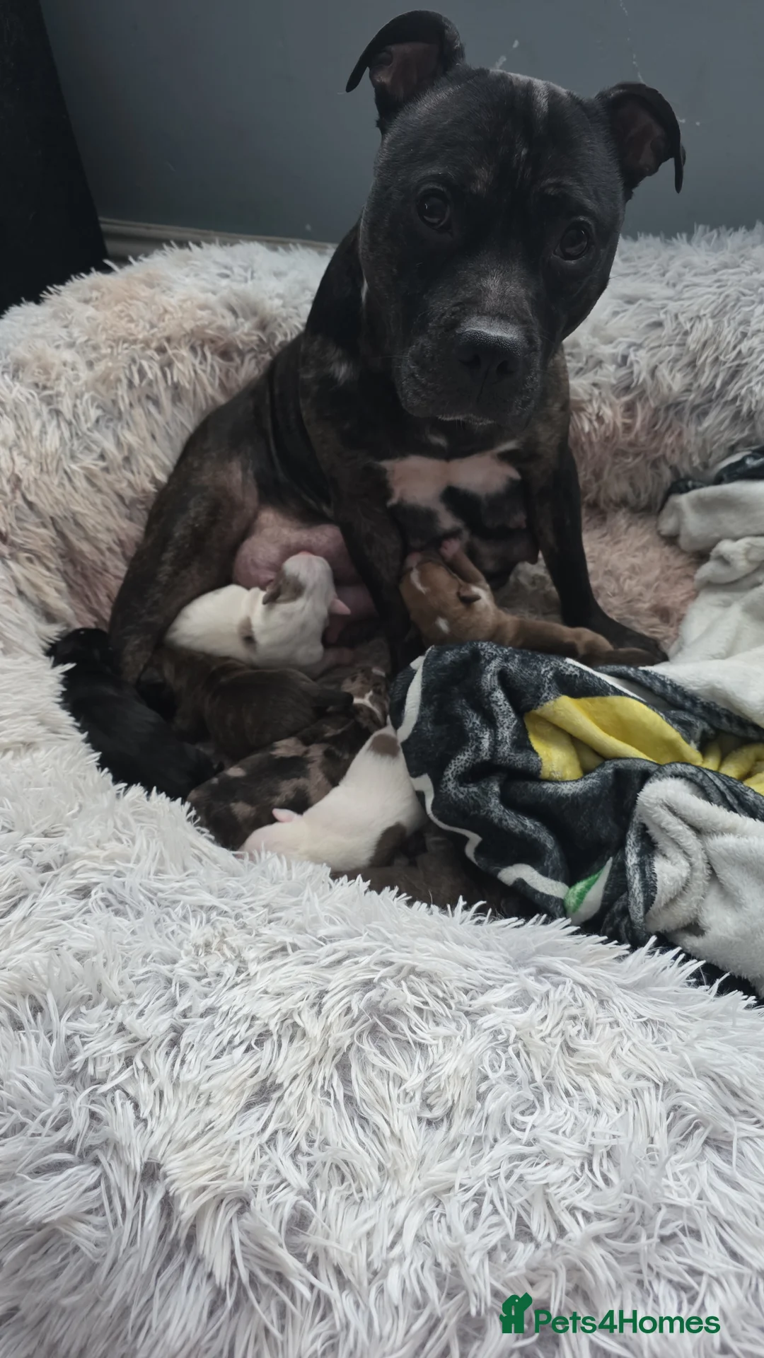 Mixed Breed dogs for sale: Female Staffy X Alapaha Blue Blood Bulldog Pups - Advert 17