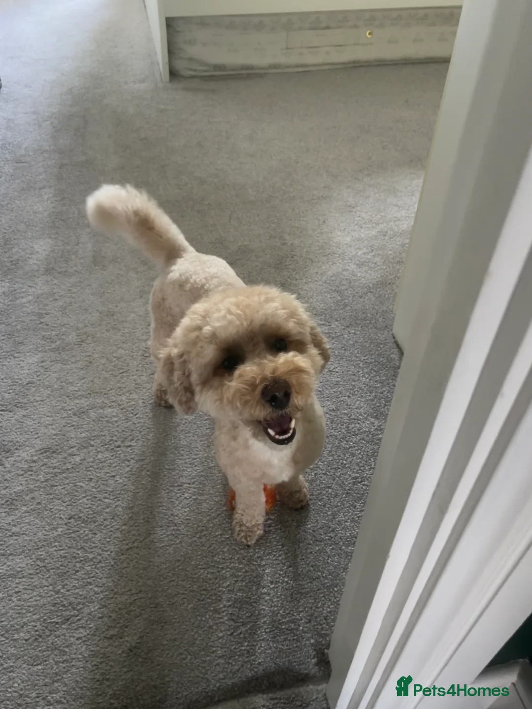 Miniature Poodle dogs for stud: Noodle is ready to host ladies in London - Advert 2