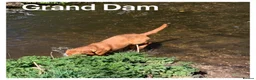 Labrador Retriever dogs for sale: *READY NOW* Stunning KC girls, tested&many FTCH/Ws - Advert 28