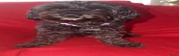 Schnoodle dogs for sale: Black/brown male Schnoodle pups for sale. - Advert 7