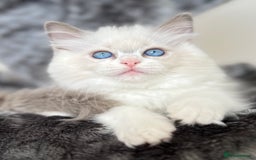 Ragdoll cats for sale: Beautiful Ragdoll girls - ready to reserve now! - Image 11