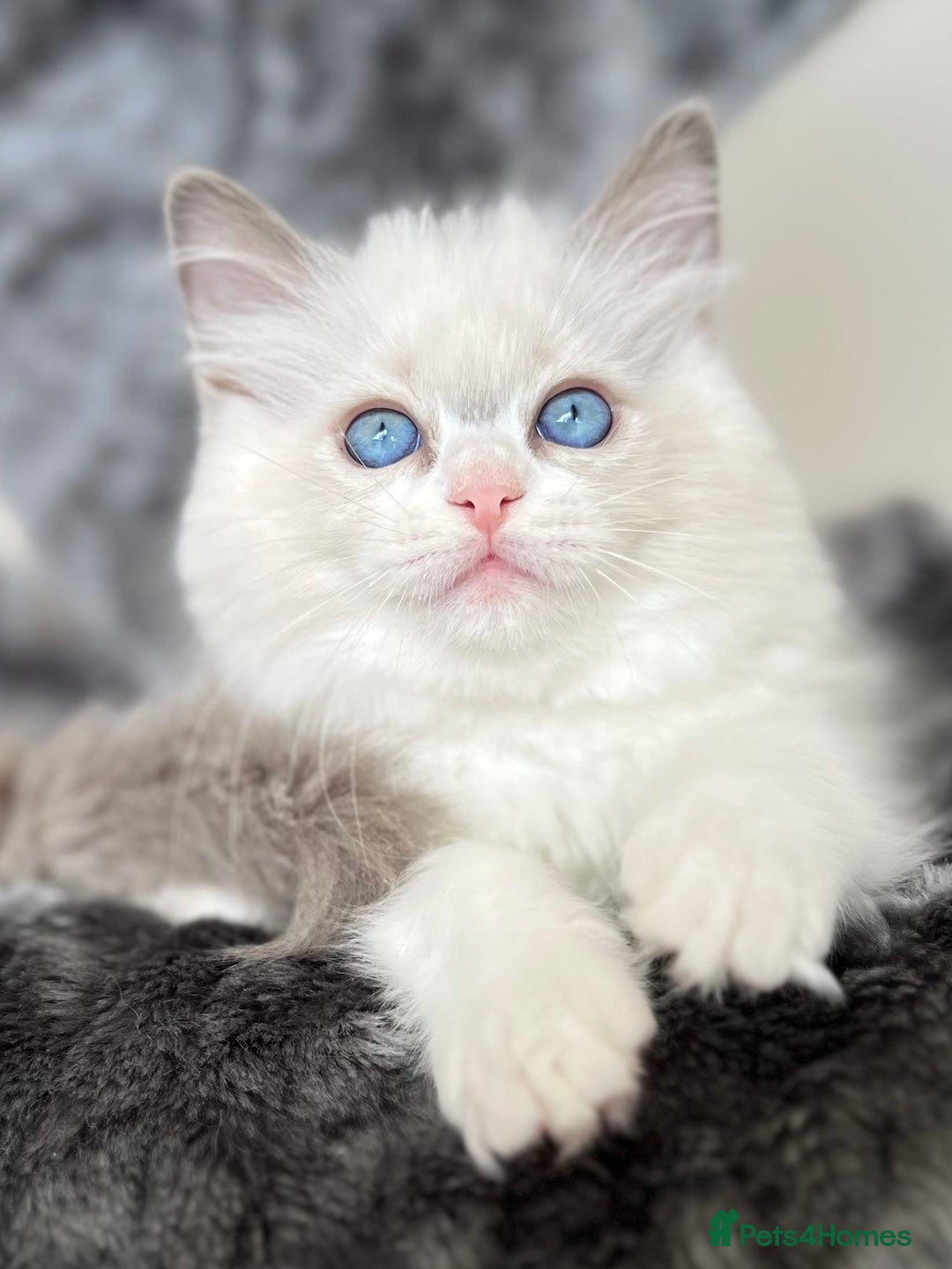 Ragdoll cats for sale: Beautiful Ragdoll girls - ready to reserve now! - Image 11
