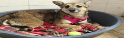 Mixed Breed dogs for adoption: ❤️🐶 ZLATA – GENTLE, THOUGHTFUL in Burton-on-Trent - Advert 15