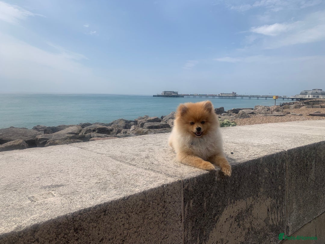 Pomeranian dogs for stud: Stunning proven pedigree Pomeranian for stud. - Advert 4