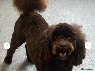 Toy Poodle dogs Beautiful rich chocolate toy. Fully DNA clear - Advert 4