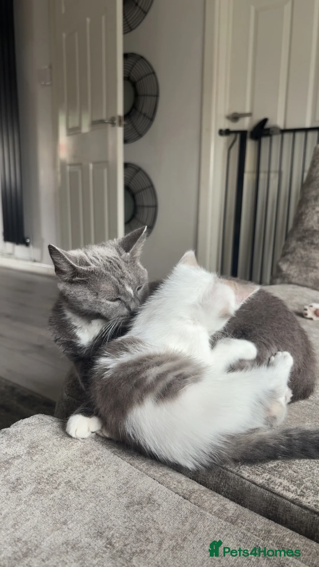 Mixed Breed cats for sale: Last boy left  in Port Talbot - Advert 2