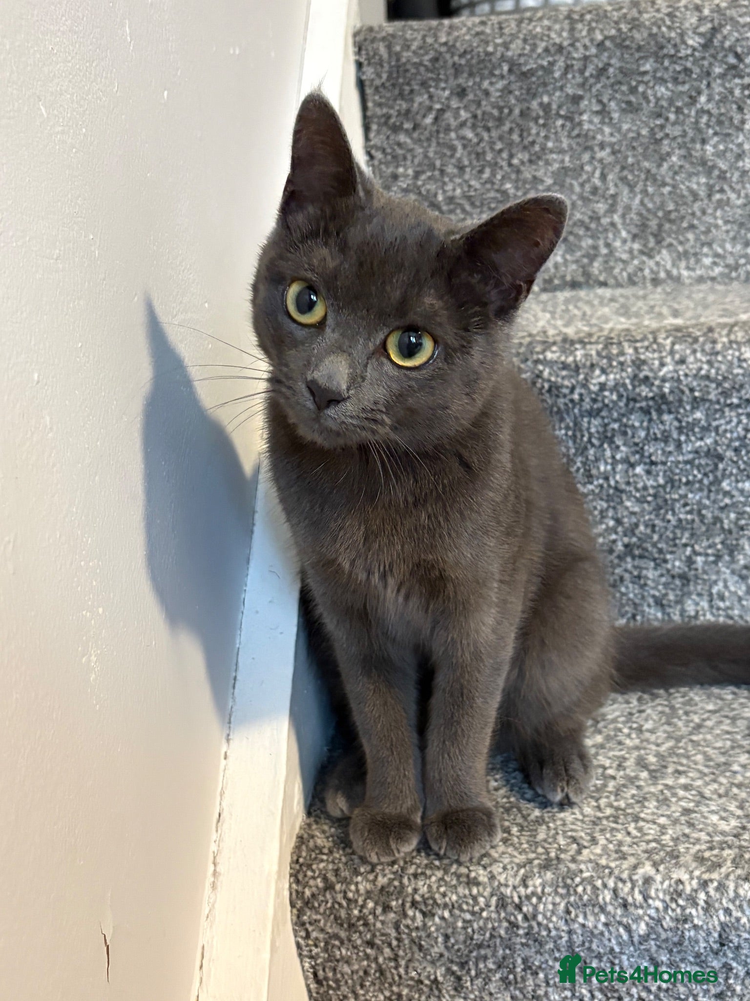 Mixed Breed cats Ember  - Advert 3