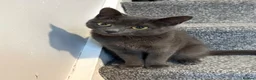 Mixed Breed cats for sale: Ember  - Advert 1