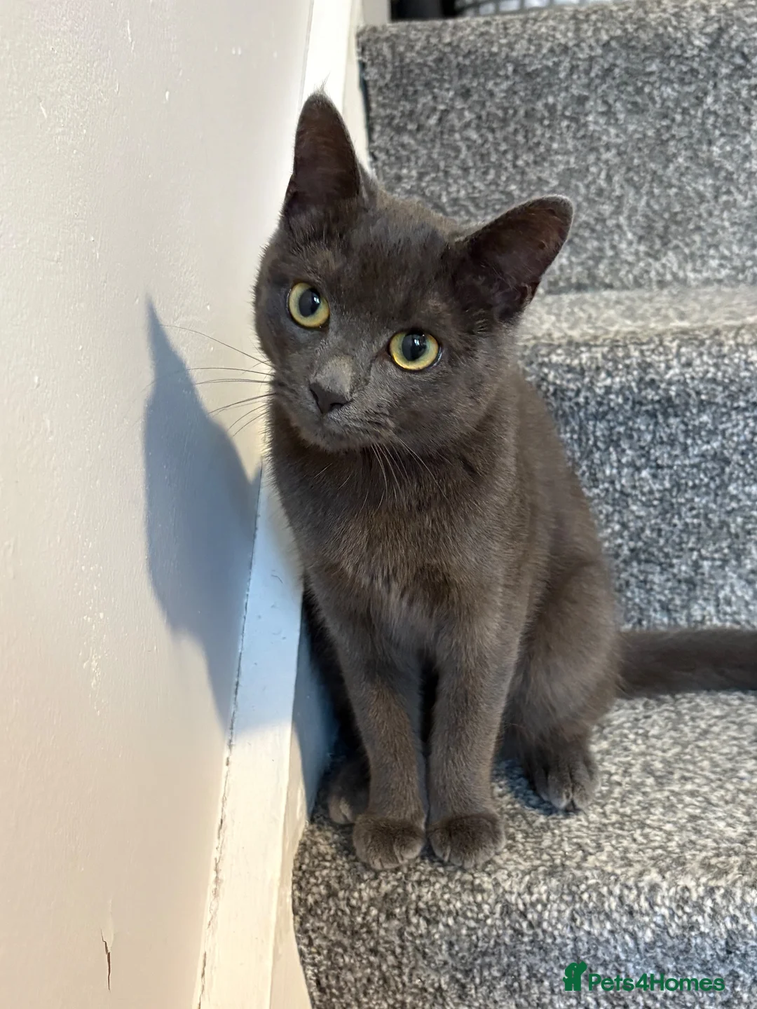 Mixed Breed cats for sale: Ember  - Advert 1