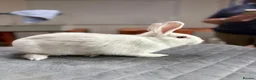 Angora rabbits for sale: Teddy Widder / Dwerg Rabbits For Sale - Advert 4
