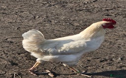 Chickens poultry for sale: Silky cock x4 - Image 1
