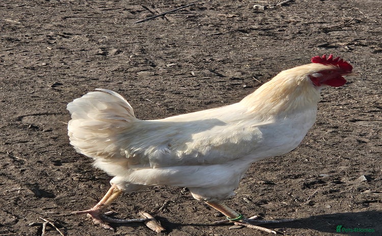 Chickens poultry - Advert 16