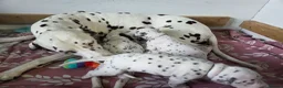 Dalmatian dogs for sale: LIVER AND BLACK DALMATIAN PUPPYS - Advert 3