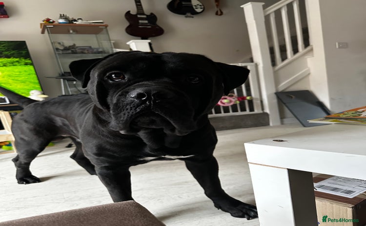 Cane Corso dogs - Advert 1