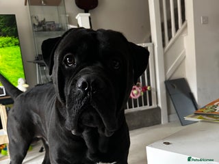 Cane Corso dogs - Advert 30