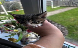 Mixed Breed cats for sale: Kittens for sale - Image 23