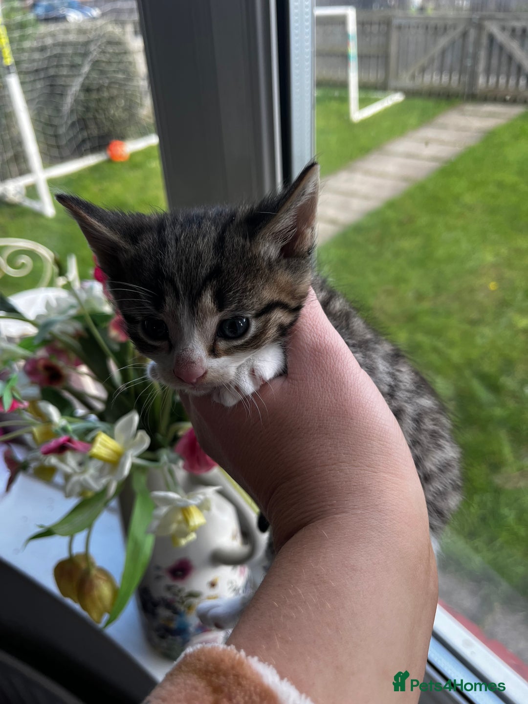 Mixed Breed cats for sale: Kittens for sale - Image 23